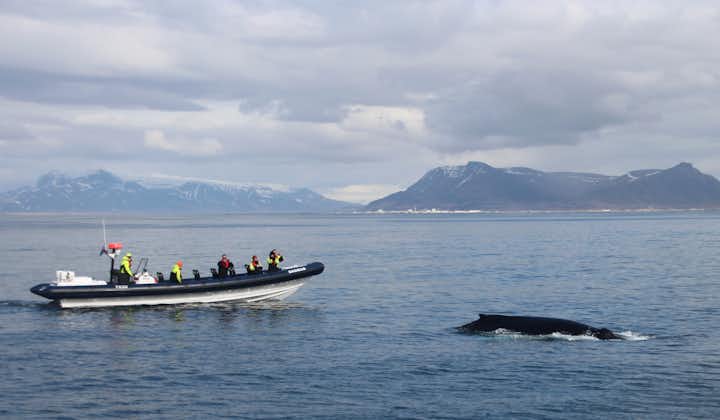 大型船よりも間近にクジラを観察できるRIBボートに乗ってホエールウォッチングを体験しよう！