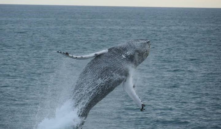 A humpback whale fully breaches the water.