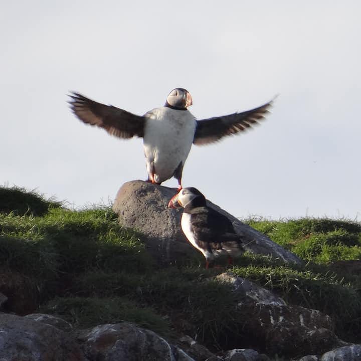 whale-watching-tours-also-provide-the-chance-to-see-other-icelandic-wildlife-such-as-the-adorable-atlantic-puffin-3.jpg