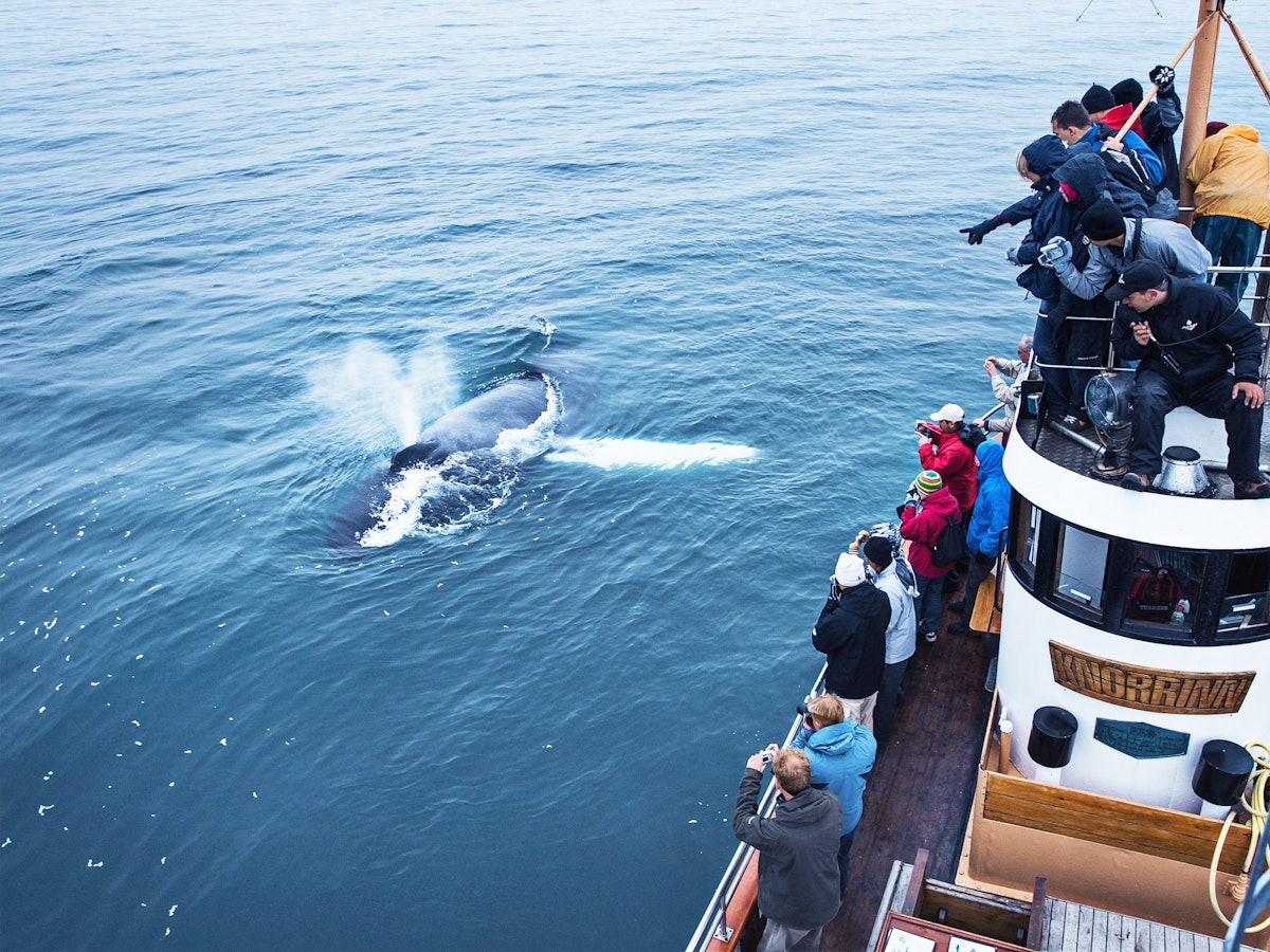 Guided 2.5 Hour Whale Watching Boat Trip in North Iceland...