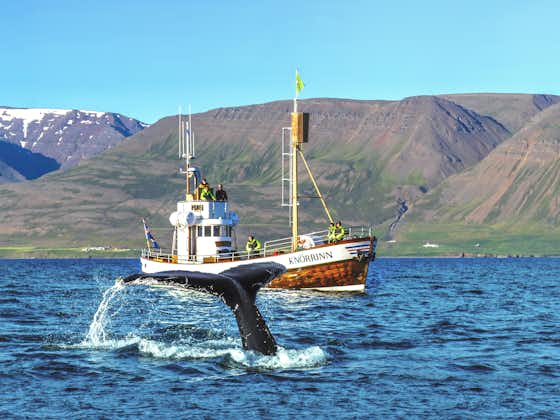 Guided 2.5 Hour Whale Watching Boat Trip in North Iceland with Transfer from Arskogssandur