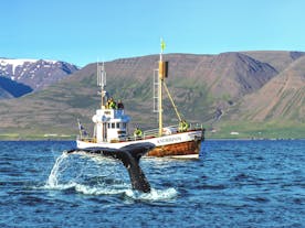Guided 2.5 Hour Whale Watching Boat Trip in North Iceland with Transfer from Arskogssandur