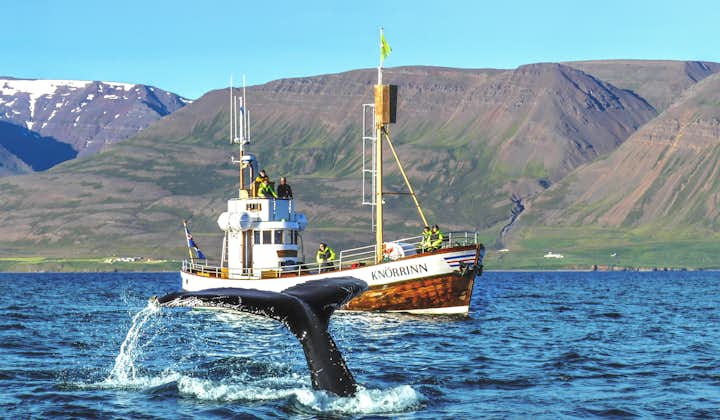 Guided 2.5 Hour Whale Watching Boat Trip in North Iceland with Transfer from Hjalteyri