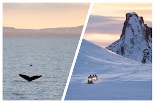 콤보투어로 빙하 위에서 스노우모빌 투어와 고래관측 투어를 함께 저렴하게 예약하세요.