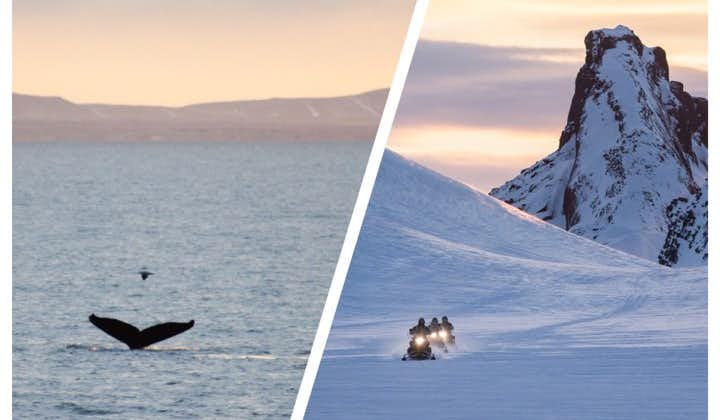 This combination of tours allow you to race across a glacier on a snowmobile and search for whales on a whale watching excursions.