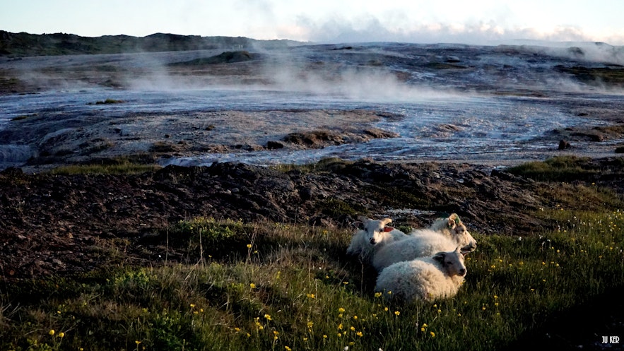 Les moutons se réchauffant près de la source géothermale