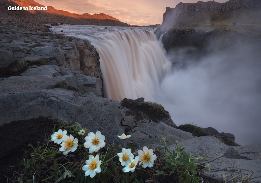 Flowers bloom before Dettifoss waterfall.