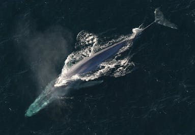Ein majestätischer Wal kommt zum Luftholen an die Wasseroberfläche.