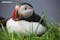 Puffins call Latrabjarg in the Westfjords home.