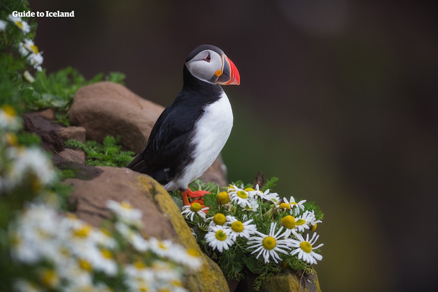 A puffin in Iceland in summer looking out to sea.