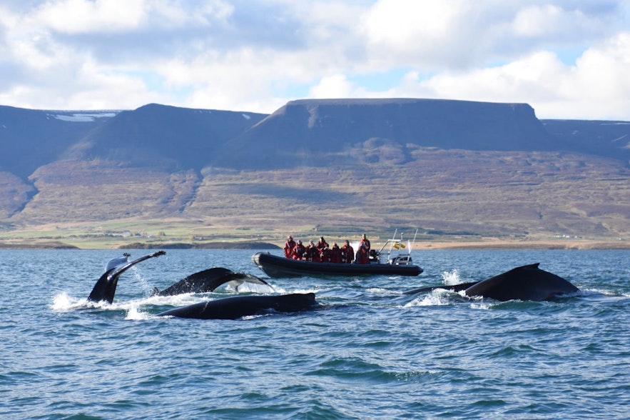 L'observation des baleines est l'une des excursions les plus populaires à travers le pays.