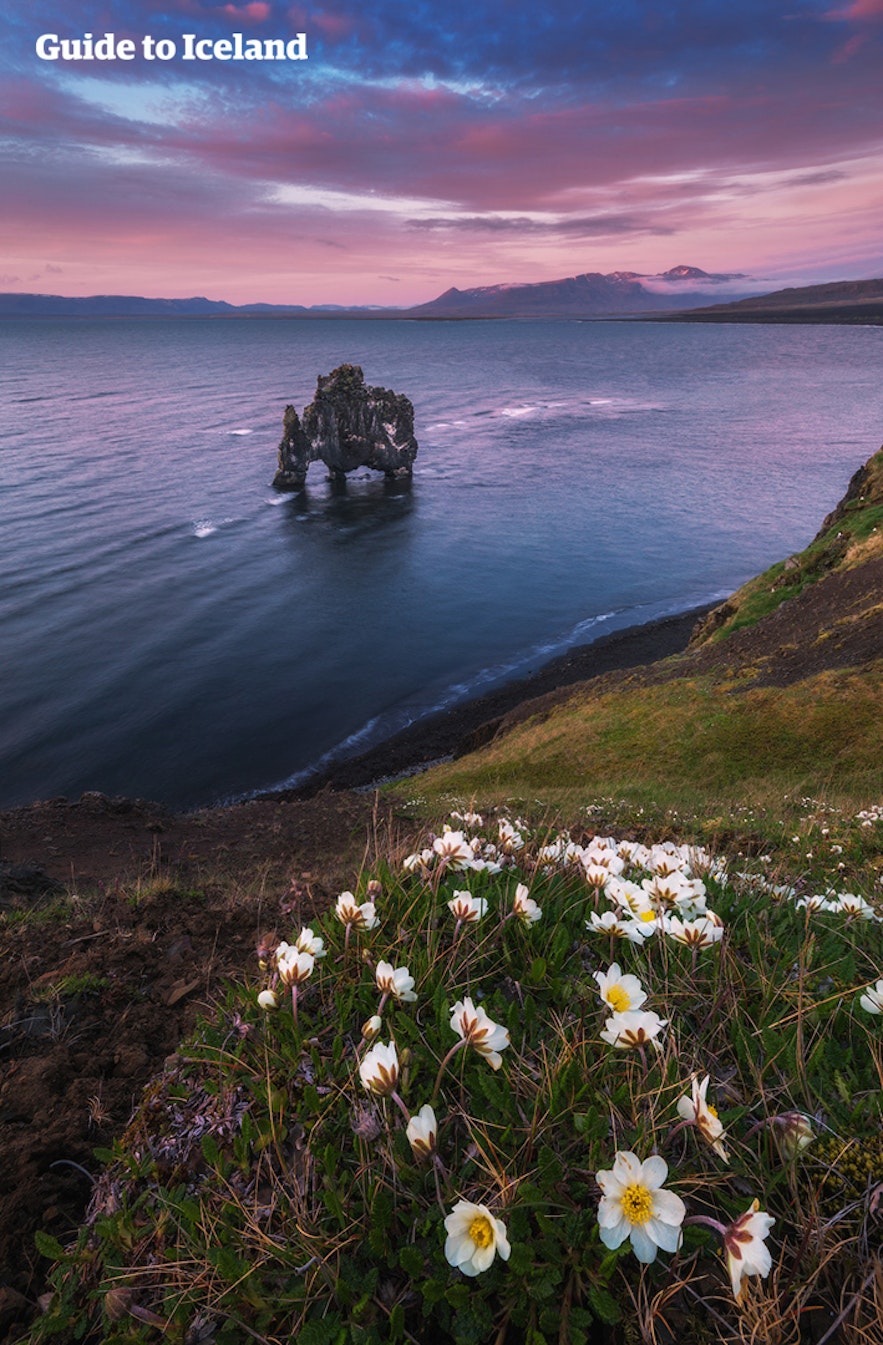 Hvítserkur, otherwise known as the Troll of Northwest Iceland, is a 15 metre (49 feet) tall basalt rock stack protruding from Húnaflói Bay. The rock is a nesting ground for seagulls, shag and fulmar, making it appear constantly in motion, further enforcing the idea that Hvítserkur is, in some way, very much alive. Hvítserkur is best viewed along the eastern shore of the Vatnsnes Peninsula and takes its name from the birdlife that nests on top of it. In Icelandic, the name translates to “white shirt”, a nod to the colour of the bird droppings that cover the rock. Photographers tend to be drawn to Hvítserkur as a subject due to the way the sun, moon, and aurora borealis reflect off of the flat water around its distinctive form. Folklore of Hvítserkur It should come as no surprise that Hvítserkur is often referred to as a troll - most distinctive Icelandic rocks are. Folklore says that Hvítserkur was originally a troll from the peninsula, determined to rip the bells down from Þingeyraklaustur convent; trolls, unlike elves, are said to be terrified of Christianity.  The beast was so enraged and persistent that it did not notice the rising sun, and was instantly petrified for eternity in its rays.  In hindsight, like most of Iceland’s folktales, it seems this one had a Christian message not so subtly weaved into it. It is likely that the story was an allusion to the people’s stoic resistance to the Christianisation of Iceland, implying those who held onto the view were as stubborn, stupid, violent and wicked as trolls, and perhaps on their way to a similar fate. Iceland converted to Christianity in 1000 AD under the threat of invasion from Norway, and the transition was not easy; those who practised the religion of the Old Norse Gods were ostracised and punished for the millenium that followed. Formation of Hvítserkur The scientific community has another explanation for how Hvítserkur formed. Erosion from the cascading sea water has carved three large holes through the basalt rock, sculpting and shaping it into what appears as some petrified, mythological animal.  The base of the stack has been reinforced with concrete to protect its foundations from the sea, but this has not stopped visitors’ interpreting the rock’s peculiar shape.  Some say Hvítserkur looks like more like elephant than a troll, while others claim it looks like a rhino. Some onlookers have gone as far as to claim the rock appears as a dragon or dinosaur drinking. Sites Nearby Hvítserkur Hvítserkur is located on the Vatnsnes Peninsula, the best seal watching location in the country. In the town of Hvammstangi, there is the Icelandic Seal Centre, where visitors can learn all about how these charming animals have influenced the nation’s survival and folklore. The town also has some small shops and a restaurant with beautiful sea views. To the south of Hvítserkur one can find the beach of Sigríðarstaðir, which is arguably the most reliable and rewarding location viewing seal colonies in the country.  Hvítserkur is also only a short drive from the historical and quintessential Súluvellir farm, a location that boasts incredible views of the surrounding landscape.