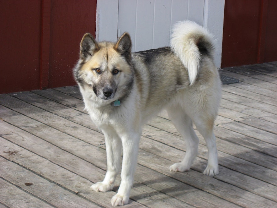 Greenland Dogs are known for their strength, stamina and strong pack mentality.