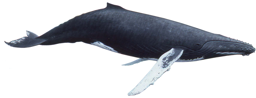 冰島座頭鯨