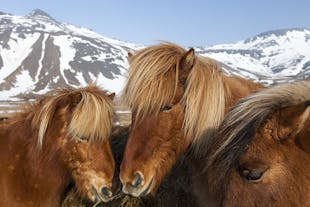 Des chevaux islandais se regroupent pour poser pour cette photo.