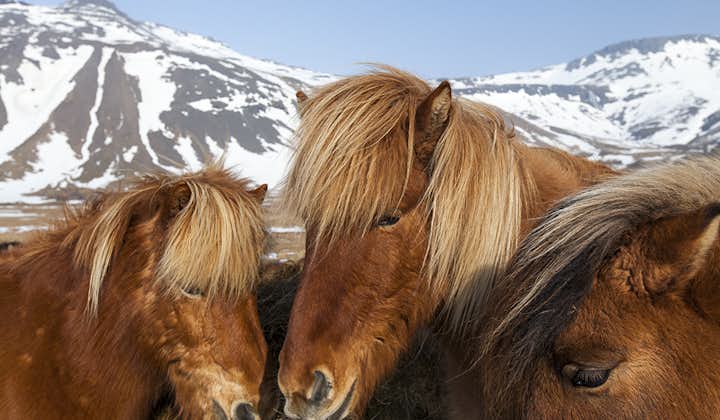 Icelandic horses huddle together to pose for this photo.