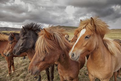 Faites connaissance avec le cheval islandais lors d’une randonnée à cheval.