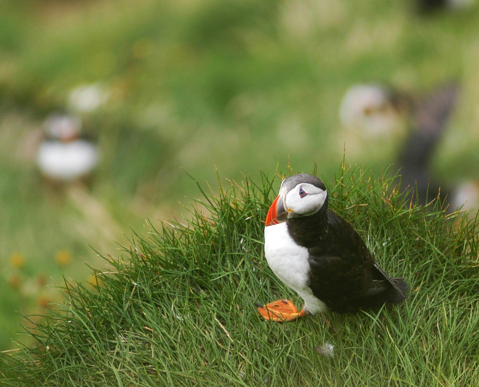 An adorable puffin in the wild.