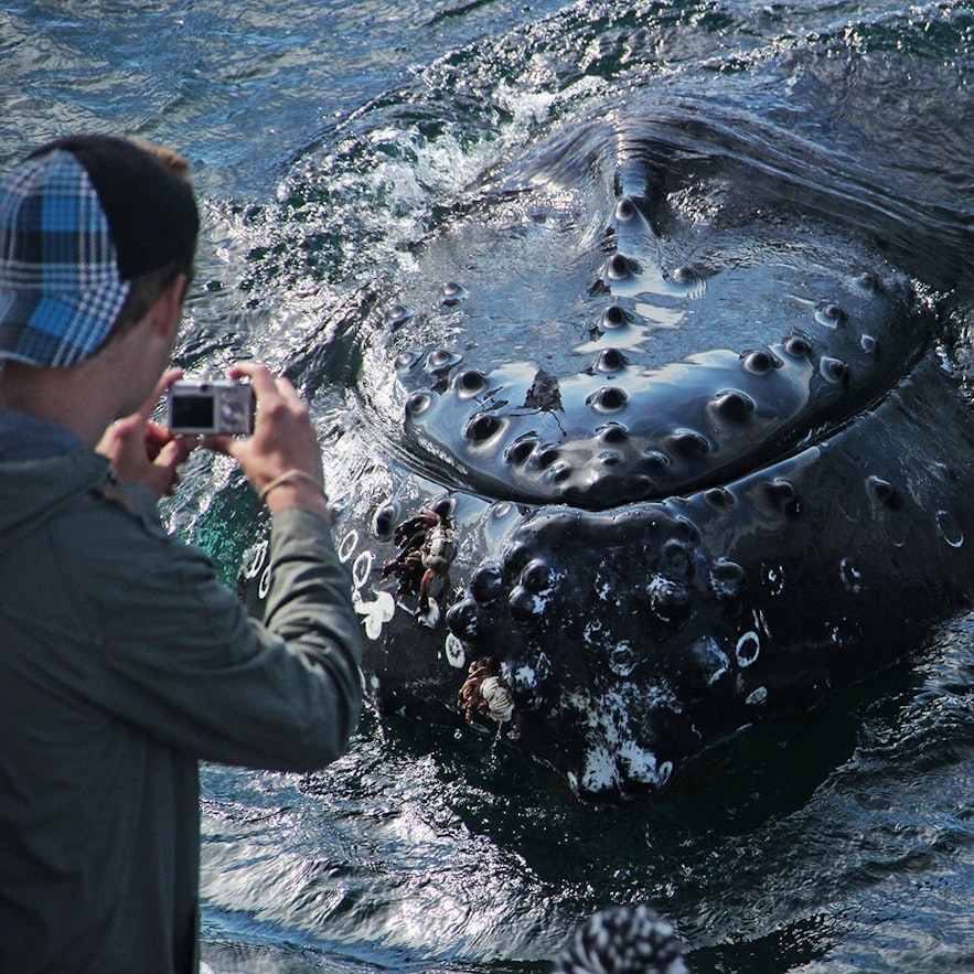 A close up encounter with an Icelandic humpback whales.