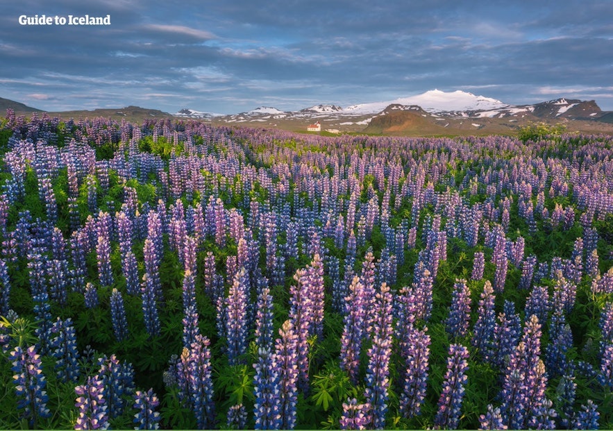 Fields of purple lupin flowers are a common sight across the whole of Iceland.
