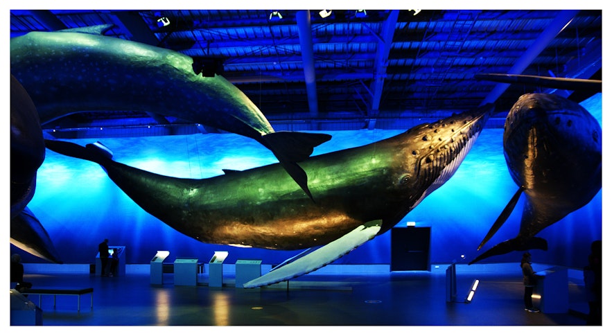 冰岛首都雷克雅未克的鲸鱼博物馆位于市中心的Grandi港口区