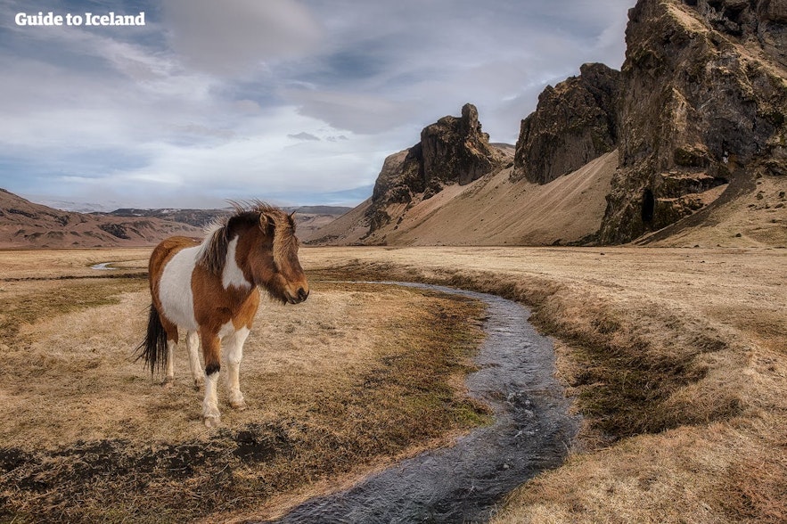 An Icelandic horse in the wild.