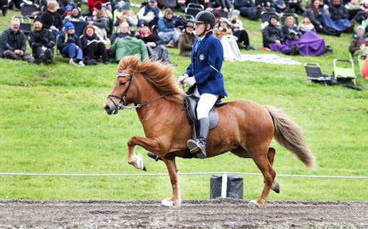 The National Icelandic Horse Competition 2018