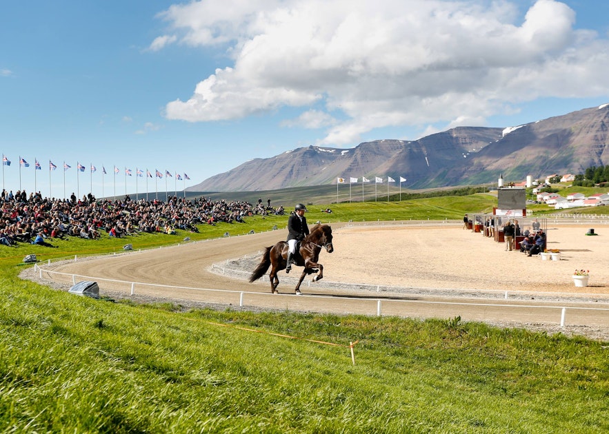 A rider at Landsmót Hestamanna, the Icelandic Horse Competition.