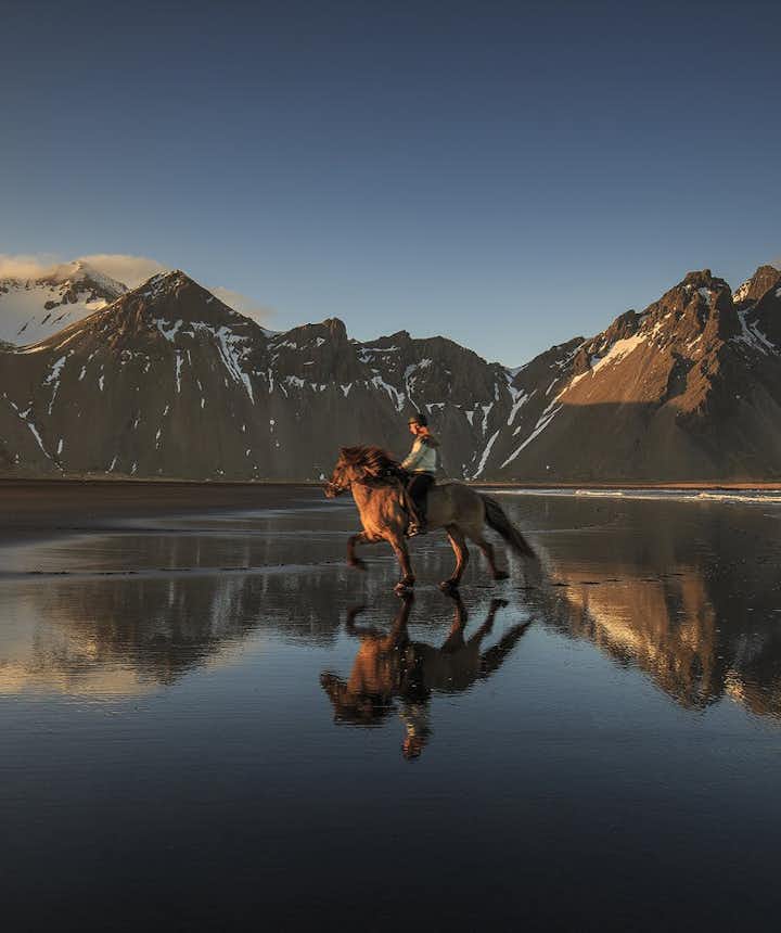 An Icelandic Horse 'tölting'.