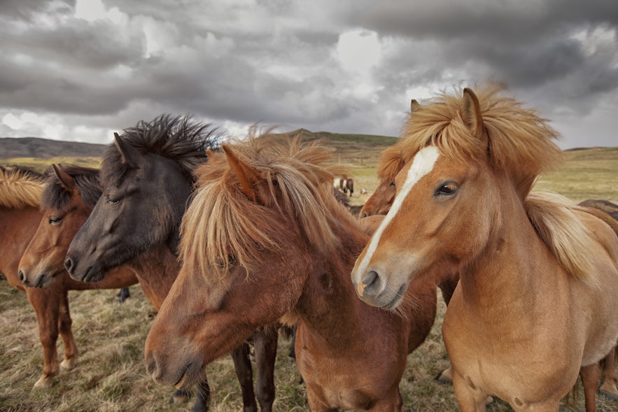 Islandshästar med manen som fladdrar i vinden.