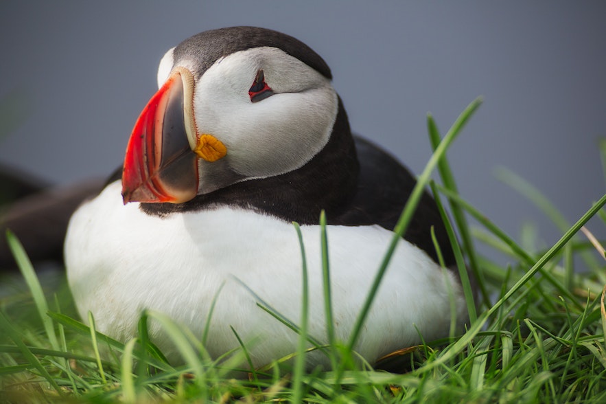 A charming puffin nesting in the grass