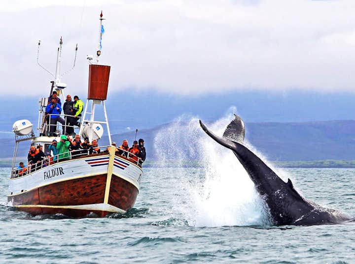 Protecting Iceland's Whales | How To Help