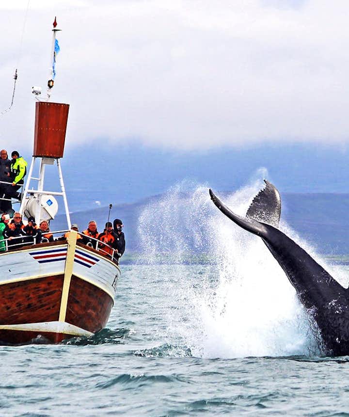 Protecting Iceland's Whales | How To Help