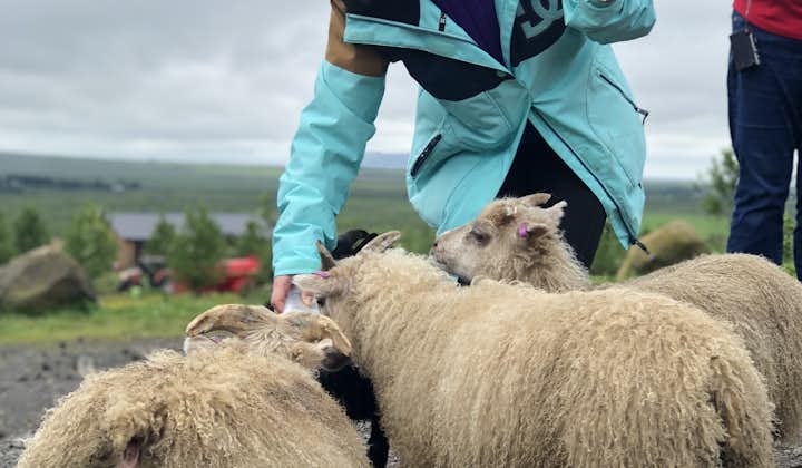 参加旅行团近距离接触冰岛羊，体验冰岛农场的趣味