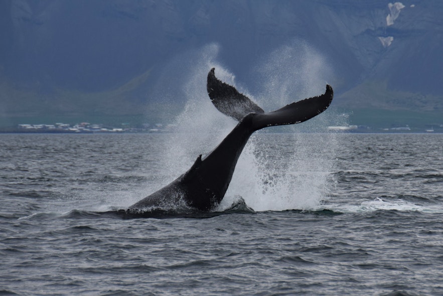 Whale watching is the most popular activity for visitors to Iceland. 