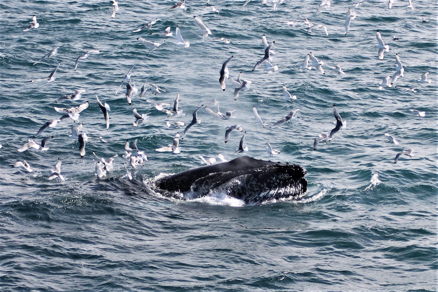 Whale watching tours in Iceland also present plenty of opportunity to see the country's eclectic birdlife. 