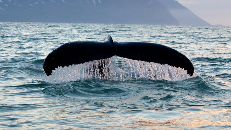 Whale watching in Iceland promotes research, conservation and understanding, unlike whaling, which promotes the destruction of species, ill-thought economics and a step in the wrong direction. 