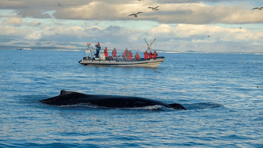 It is possible to go whale watching in Iceland on a number of different sized vessels. 