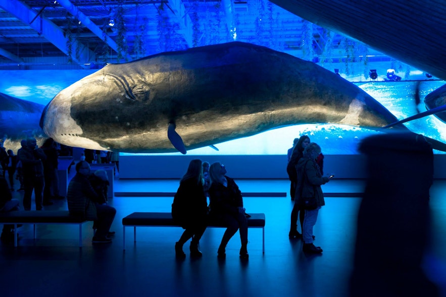 Whales of Iceland-Museum in Reykjavík
