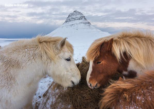 Islandpferde vor dem Berg Kirkjufell auf der Halbinsel Snæfellsnes.