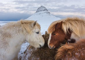Islandpferde vor dem Berg Kirkjufell auf der Halbinsel Snæfellsnes.