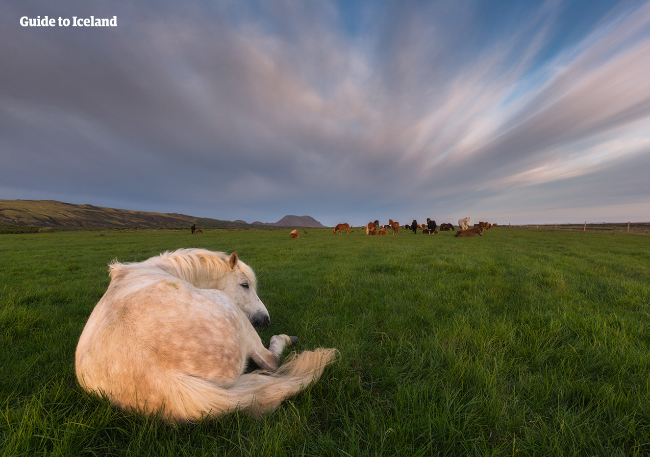 冰岛南岸的霍尔斯沃德吕尔小镇附近有许多可爱的冰岛马游荡