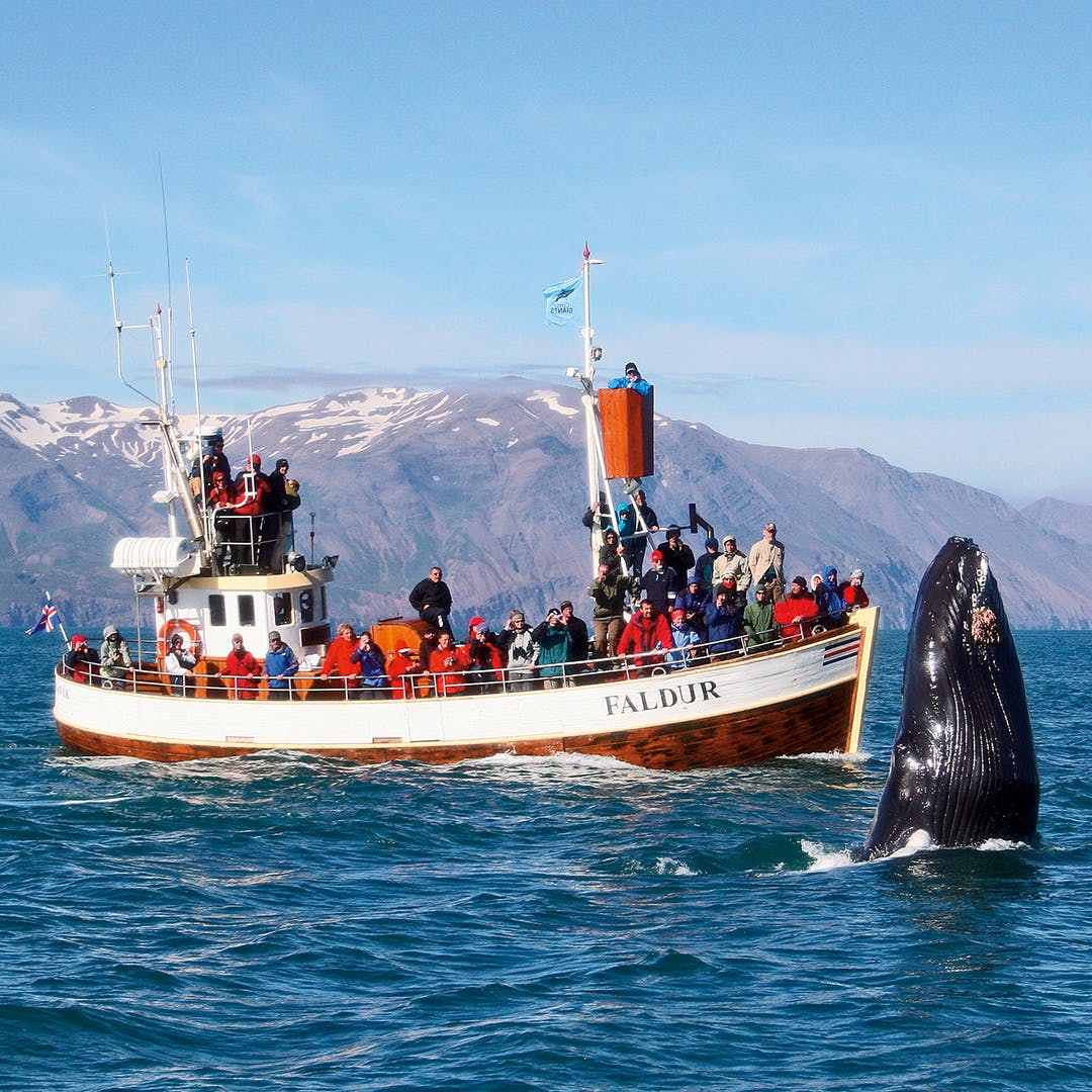 Husavik in north Iceland is an amazing place to whale-watch in summer.
