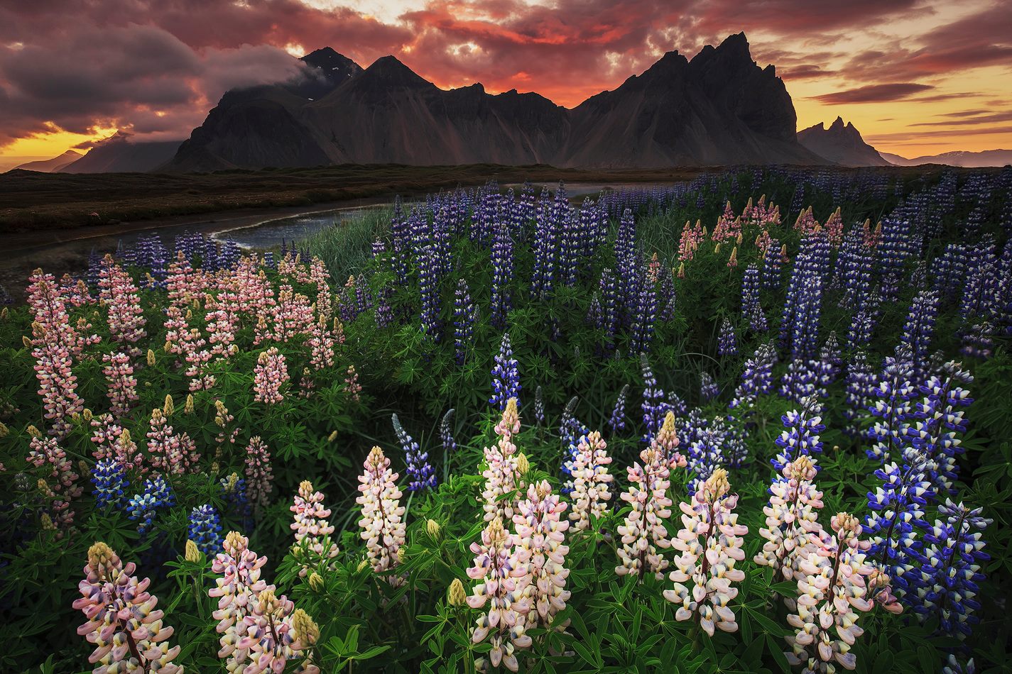 The beautiful Lupines of summer provide a perfect foreground for this wonderful sunset behind the dramatic peaks of Vestrahorn mountain.