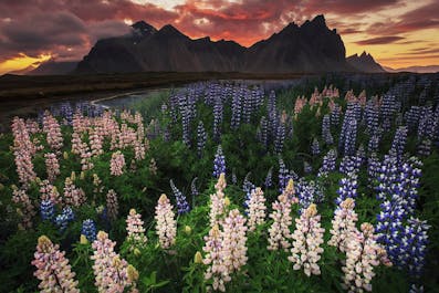 The beautiful Lupines of summer provide a perfect foreground for this wonderful sunset behind the dramatic peaks of Vestrahorn mountain.