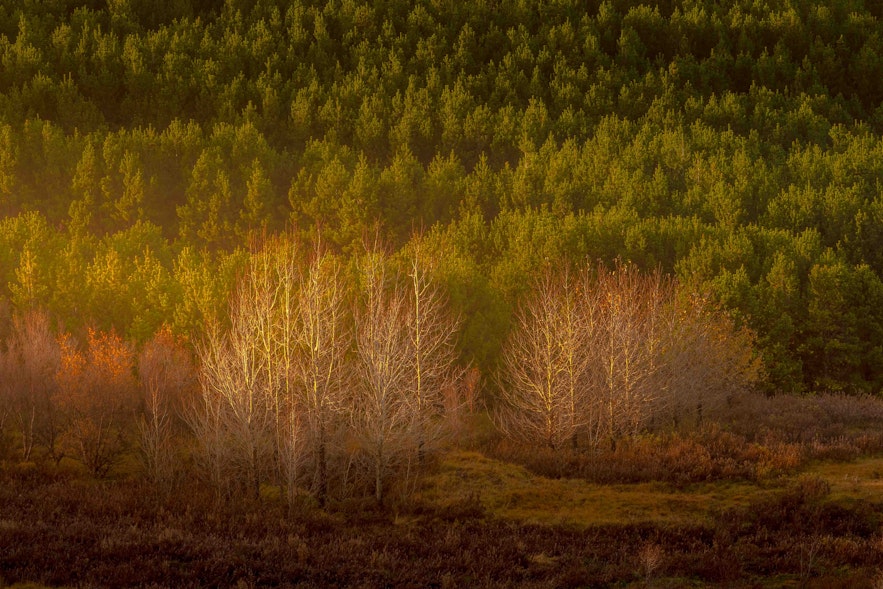 Autumn colours at Hvaleyrarvatn in October last year