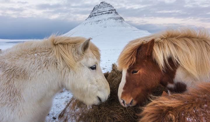 Islandpferde und der ikonische Berg Kirkjufell auf der Snaefellsnes-Halbinsel.