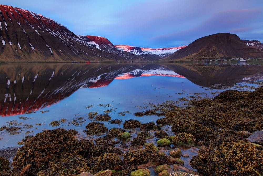 Although sparsely populated with people, the Westfjords is home to a large amount of wildlife.
