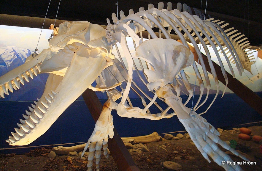 Whale skeleton in the Whale museum in Húsavík