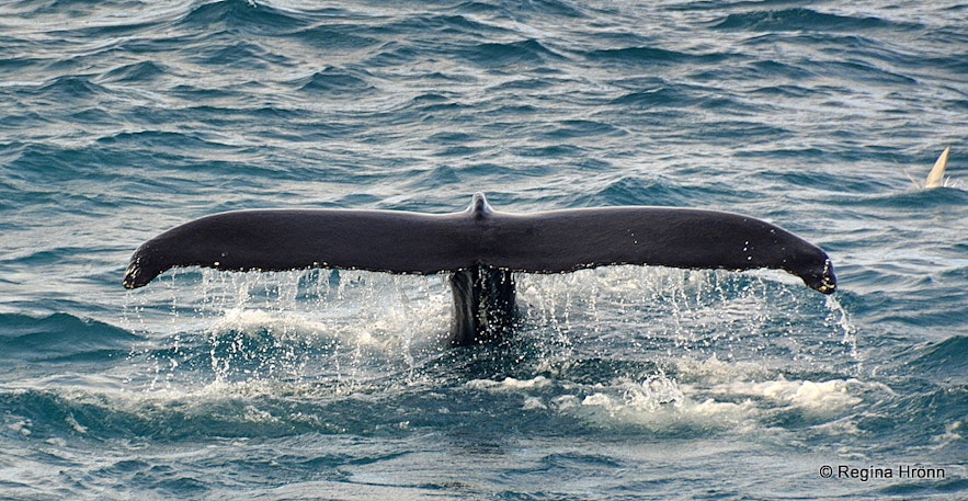 A whale fluking in Iceland